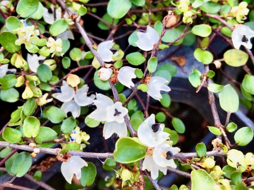 ワイヤープランツ 花