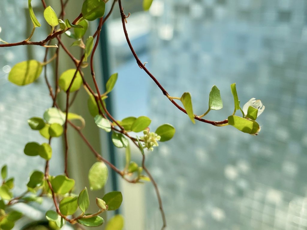 ワイヤープランツ 花