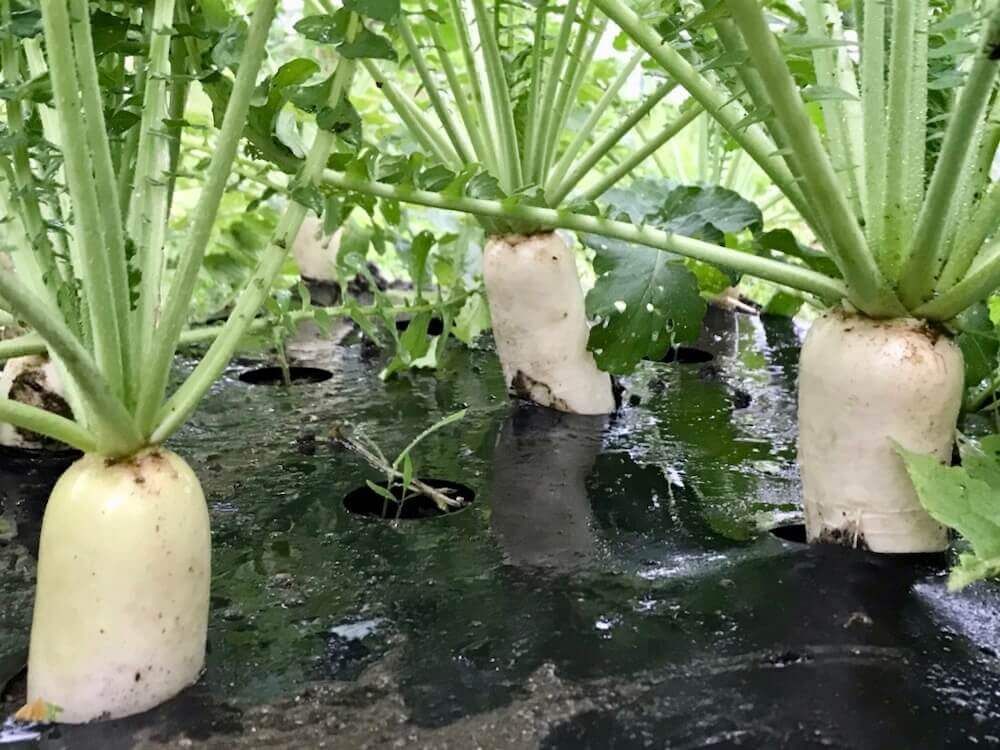 野菜　家庭菜園　ダイコン　大根