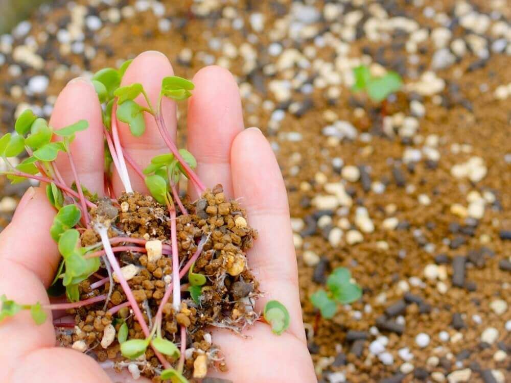 野菜　家庭菜園　ダイコン　大根　間引き