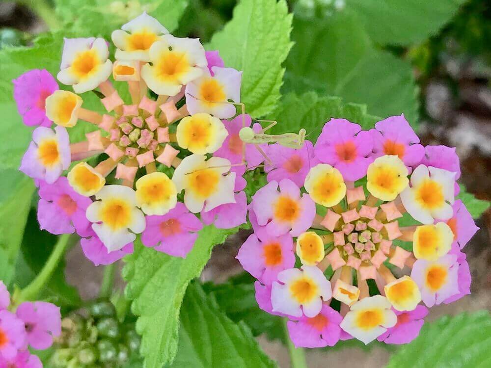 ７月の花おすすめ12選 夏に咲く種類は 花壇やプランターで楽しめるのは Greensnap グリーンスナップ