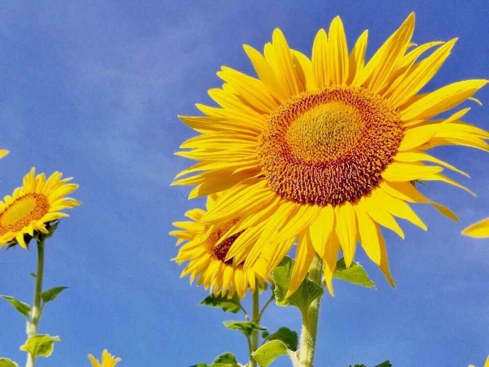 夏の花図鑑30選 6月 7月 8月に咲く花は 開花時期はいつ Greensnap グリーンスナップ