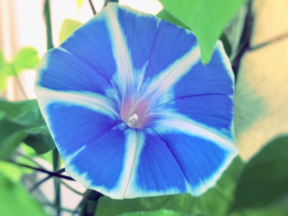 アサガオ　青い花