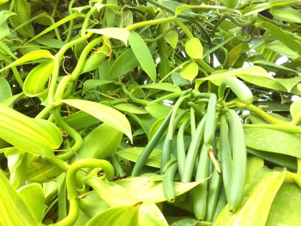 バニラの花言葉 香りや花の特徴 種類はある Greensnap グリーンスナップ