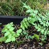 セリ( 芹)の花言葉｜花の特徴や由来、栄養や効能は？の画像