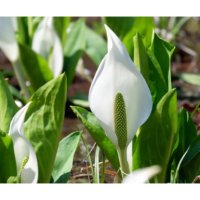 水芭蕉(ミズバショウ)の育て方｜育てる場所や植え付け、植え替えの時期は？の画像
