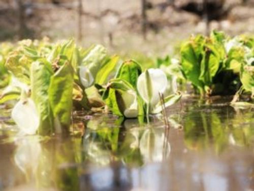 水芭蕉 ミズバショウ の育て方 育てる場所や植え付け 植え替えの時期は Greensnap グリーンスナップ