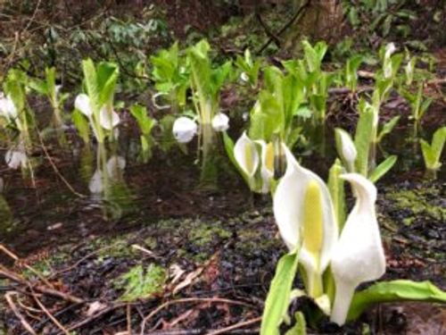 水芭蕉 ミズバショウ の育て方 育てる場所や植え付け 植え替えの時期は Greensnap グリーンスナップ