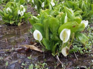 水芭蕉 ミズバショウ の育て方 育てる場所や植え付け 植え替えの時期は Greensnap グリーンスナップ