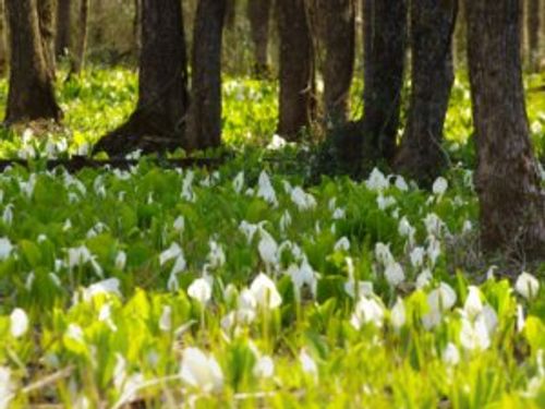 水芭蕉 ミズバショウ の育て方 育てる場所や植え付け 植え替えの時期は Greensnap グリーンスナップ