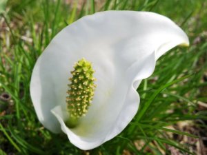 水芭蕉 ミズバショウ の育て方 育てる場所や植え付け 植え替えの時期は Greensnap グリーンスナップ