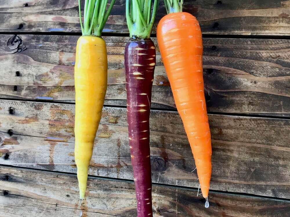 ニンジン　人参　野菜　家庭菜園