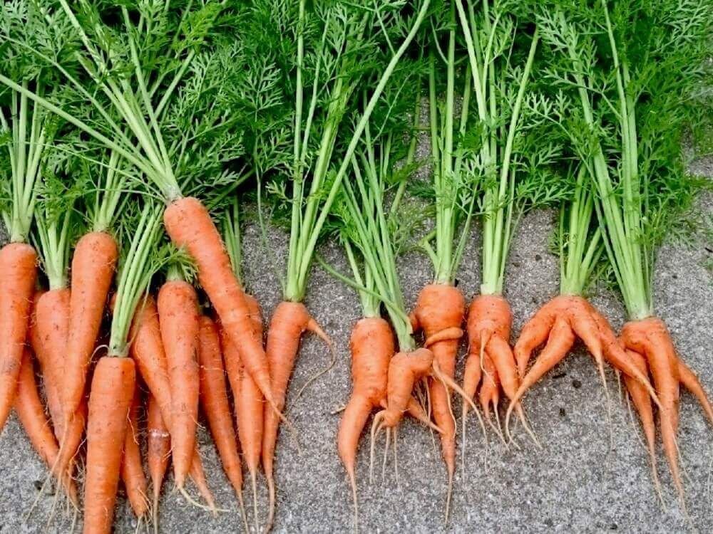 ニンジン　人参　野菜　家庭菜園