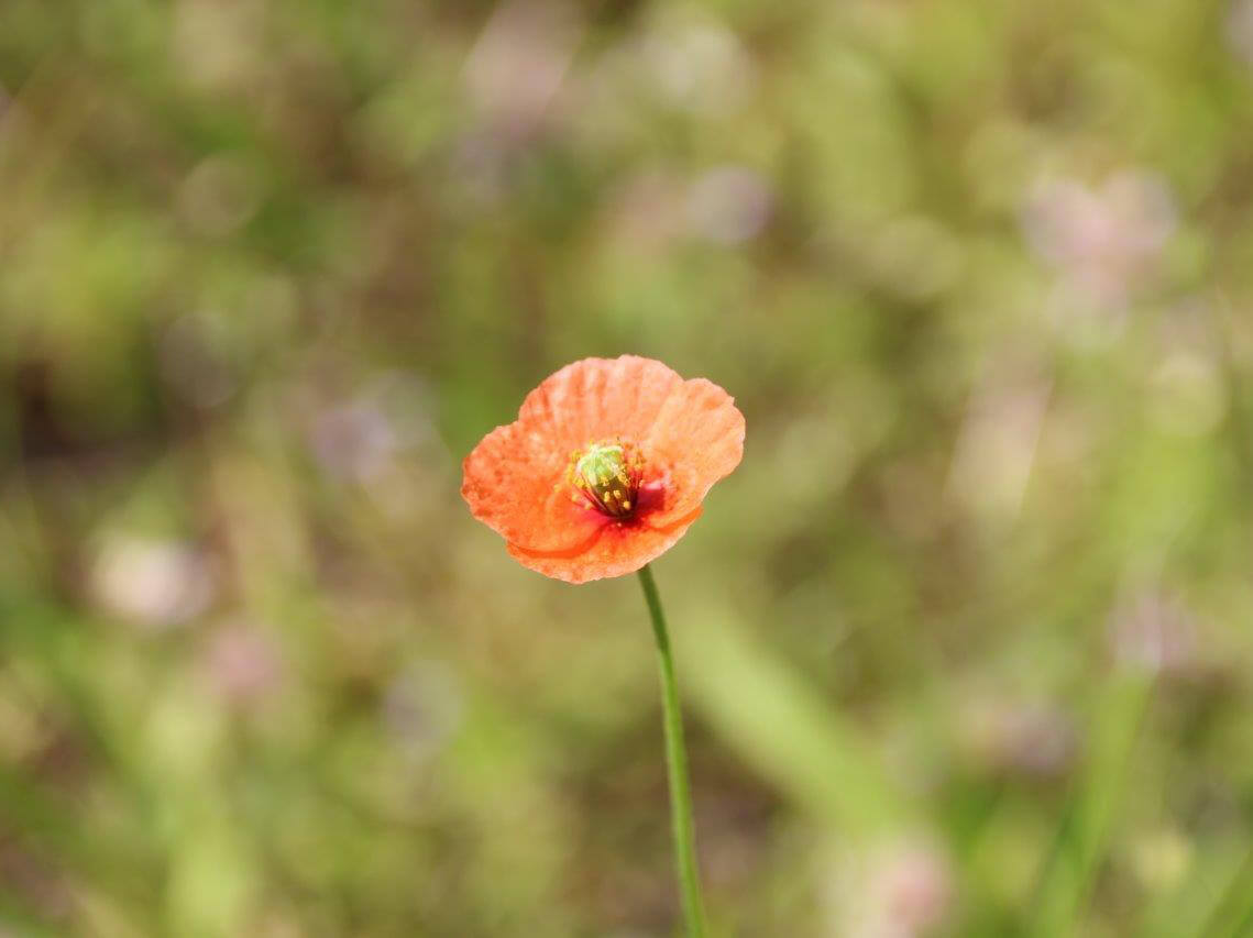 ヒナゲシの花言葉 種類や花の特徴 由来は Greensnap グリーンスナップ
