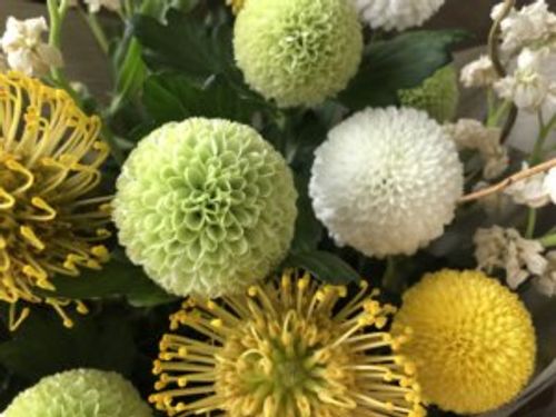 ピンポンマムの花言葉 種類や品種 花の特徴は Greensnap グリーンスナップ