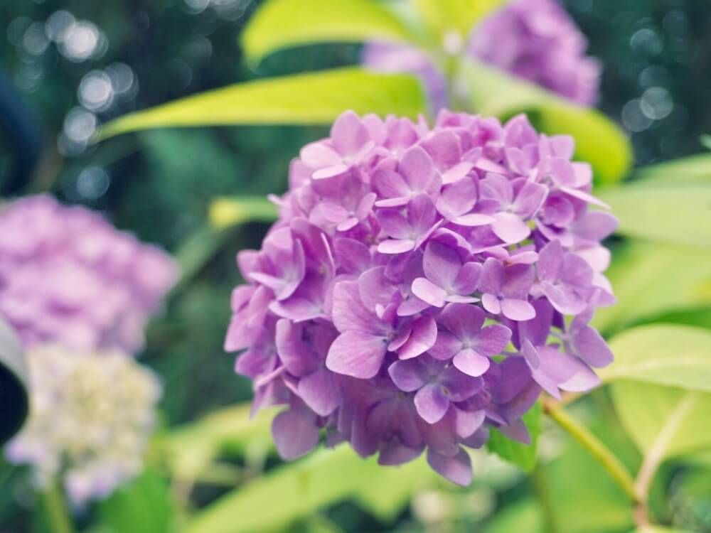 アジサイ 　紫陽花　