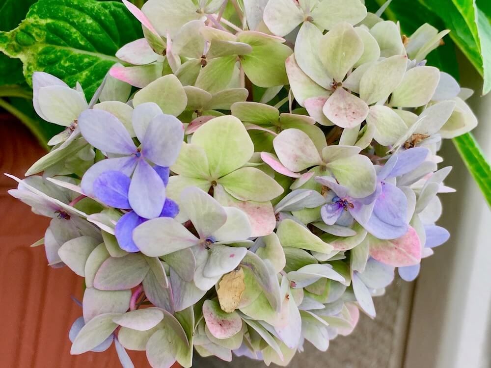 アジサイ 　紫陽花　