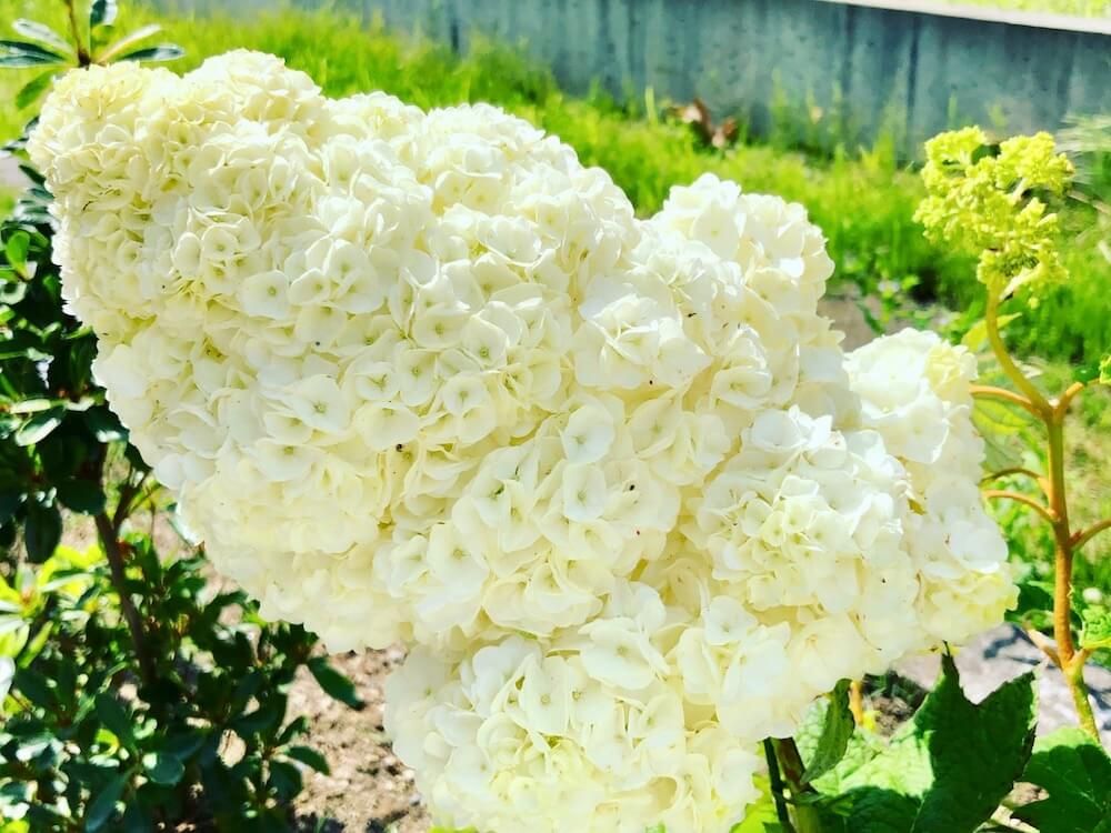 アジサイ 　紫陽花　