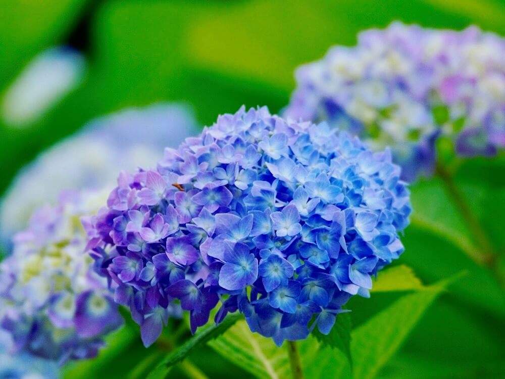 アジサイ 　紫陽花　