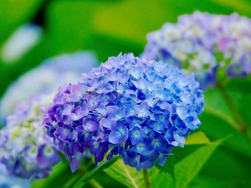 アジサイ 紫陽花 の花言葉 色別の意味や由来とは 花の特徴は Greensnap グリーンスナップ