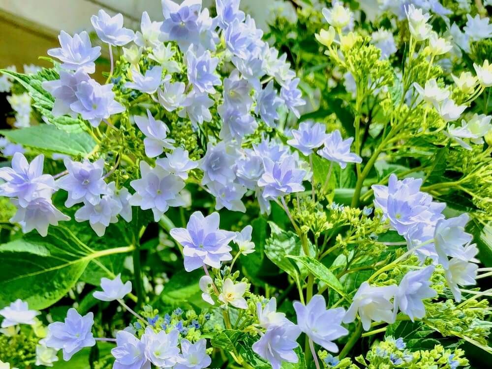 アジサイ 　紫陽花　墨田の花火