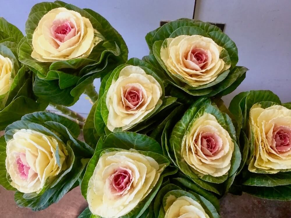 ハボタン　葉牡丹