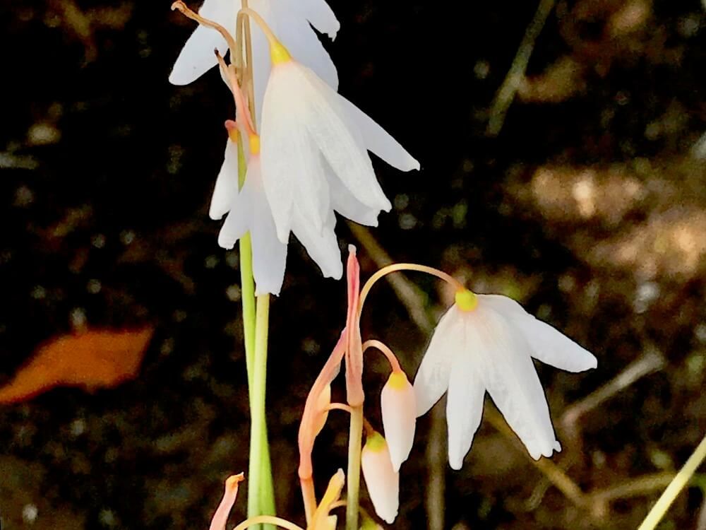 秋咲きスノーフレーク