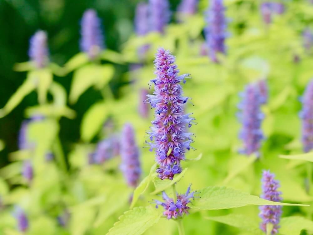 アガスターシェ