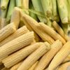 とうもろこしの種類・品種一覧｜糖度が高いのはどれ？人気のゴールドラッシュとは？の画像