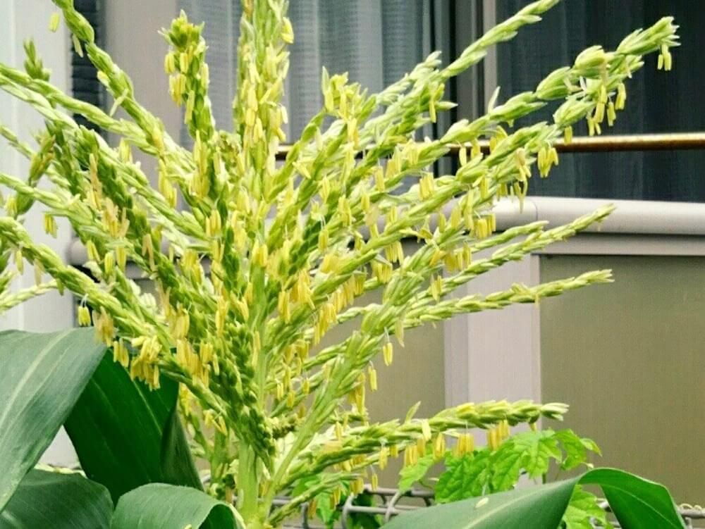 とうもろこし　家庭菜園　スイートコーン