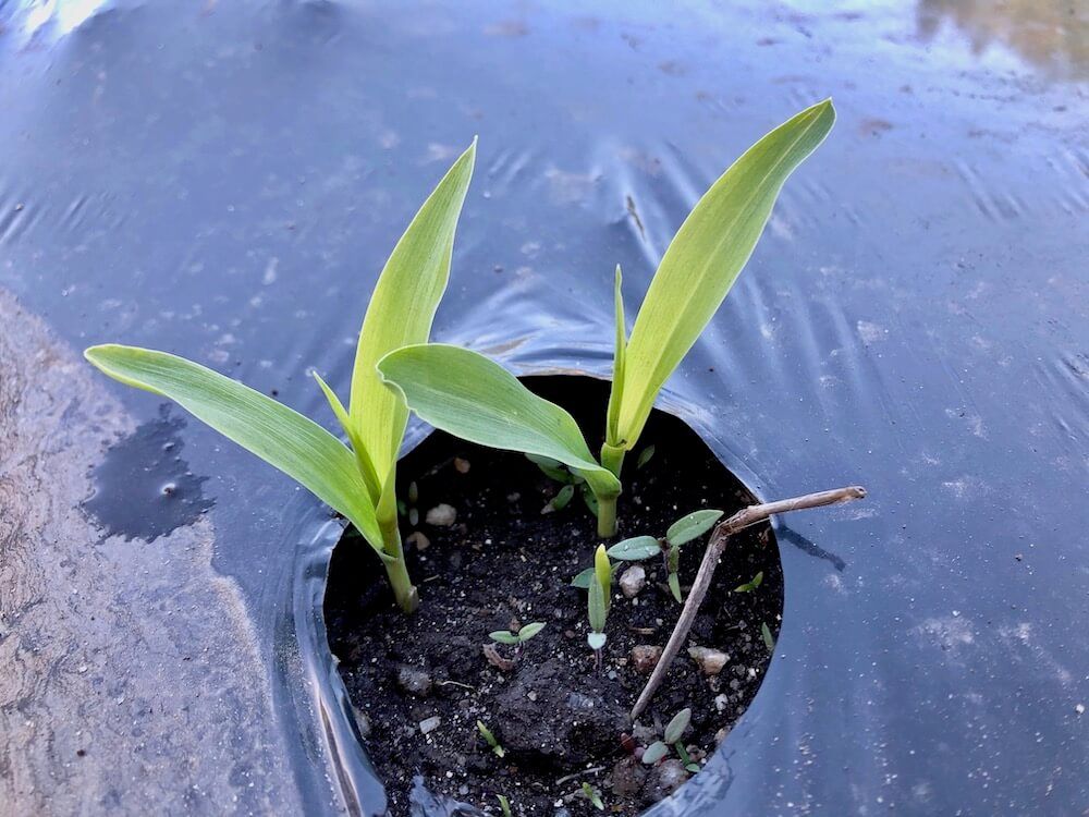 とうもろこし　家庭菜園　スイートコーン