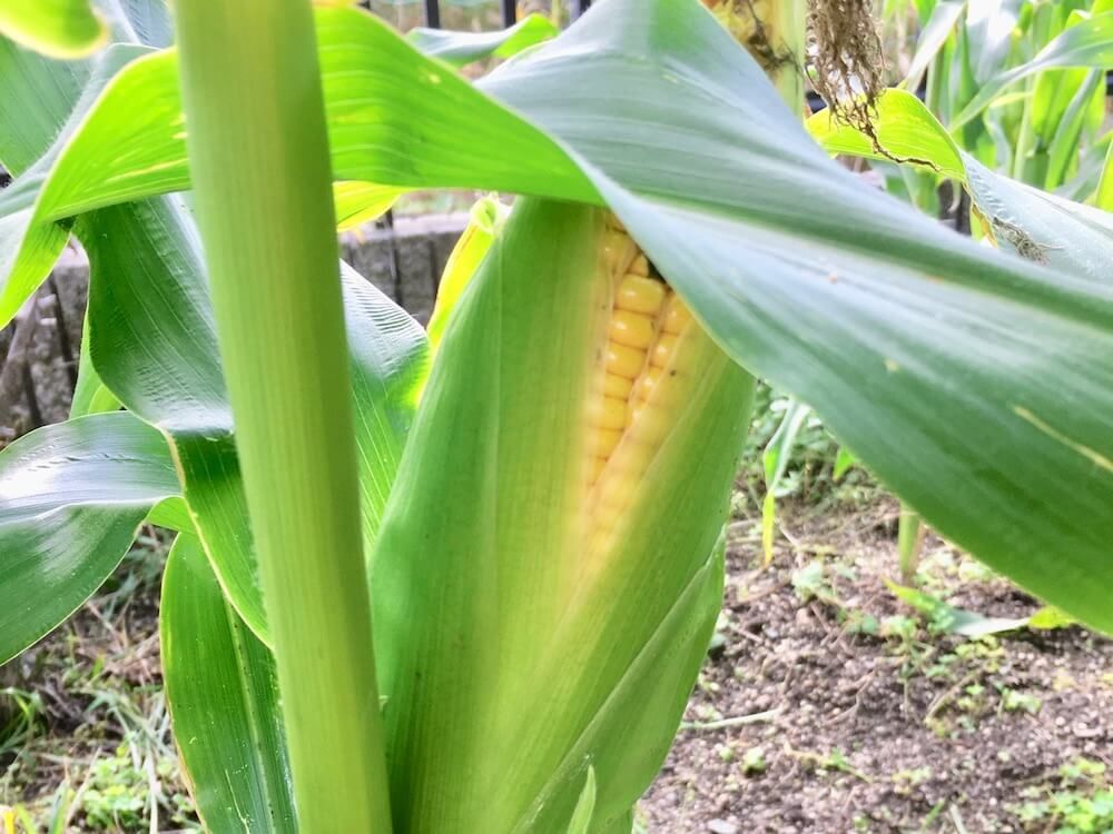 とうもろこし　家庭菜園　スイートコーン