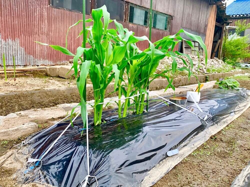 トウモロコシ　家庭菜園　スイートコーン
