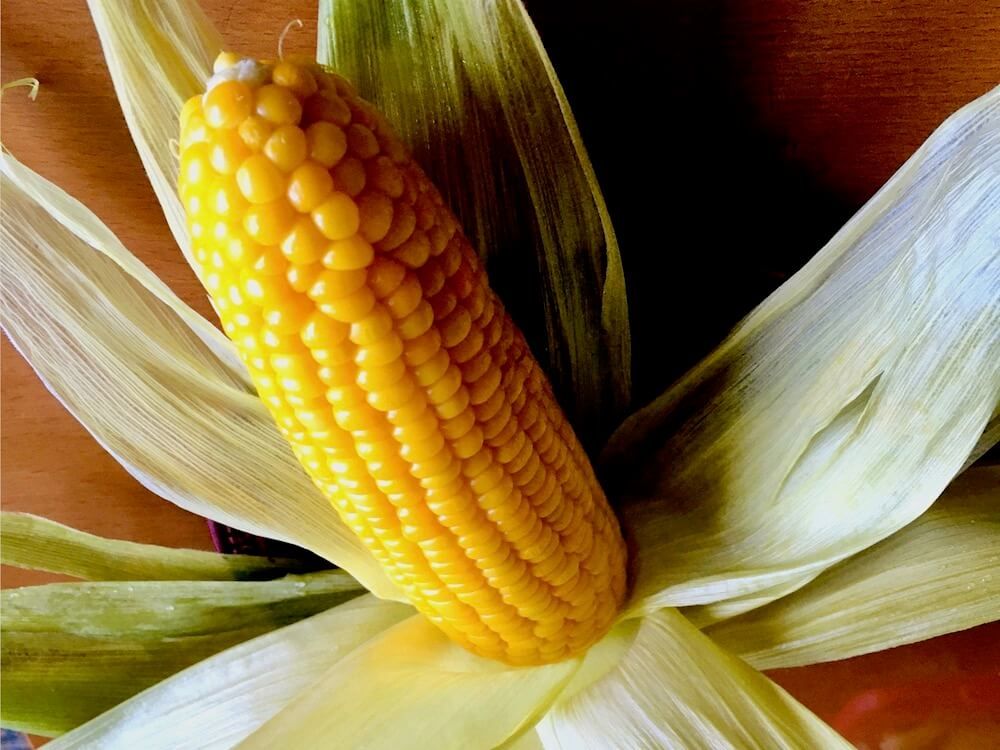 トウモロコシ　家庭菜園　スイートコーン