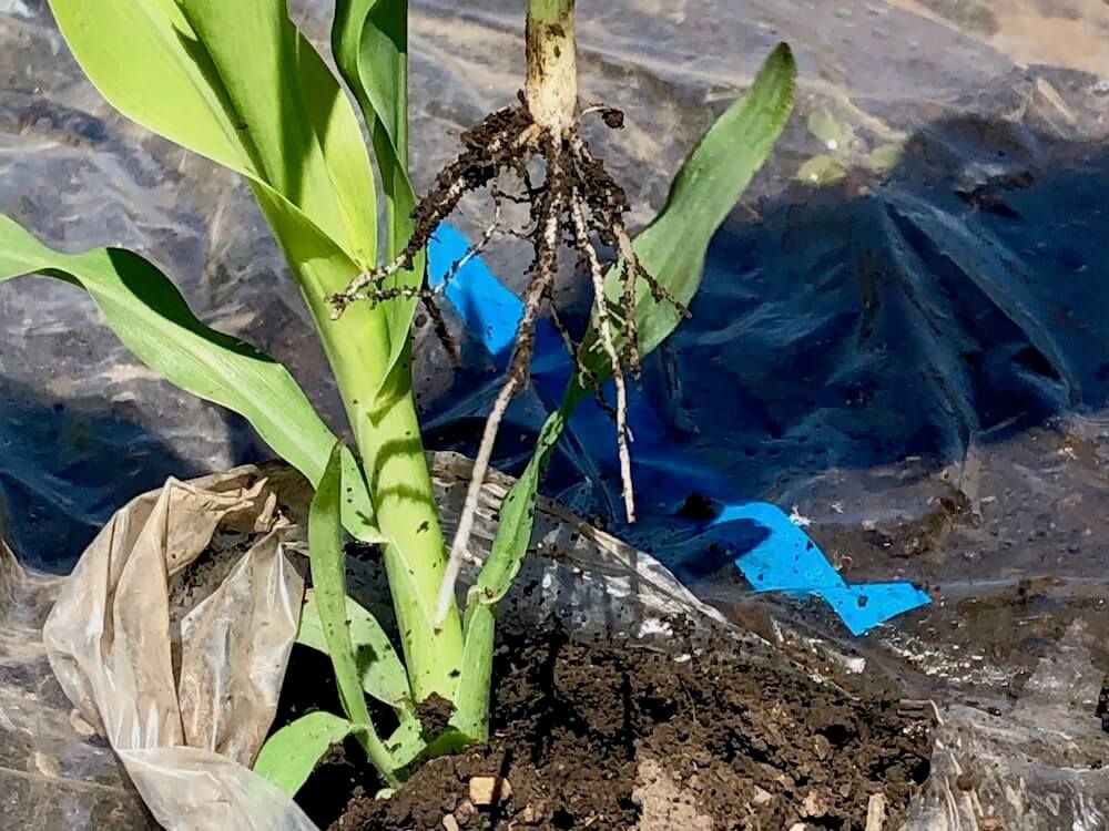 トウモロコシ　家庭菜園　スイートコーン