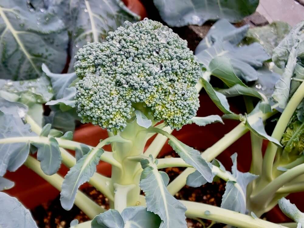 7月に種まき 苗植えしたい家庭菜園におすすめの野菜8選 Greensnap グリーンスナップ