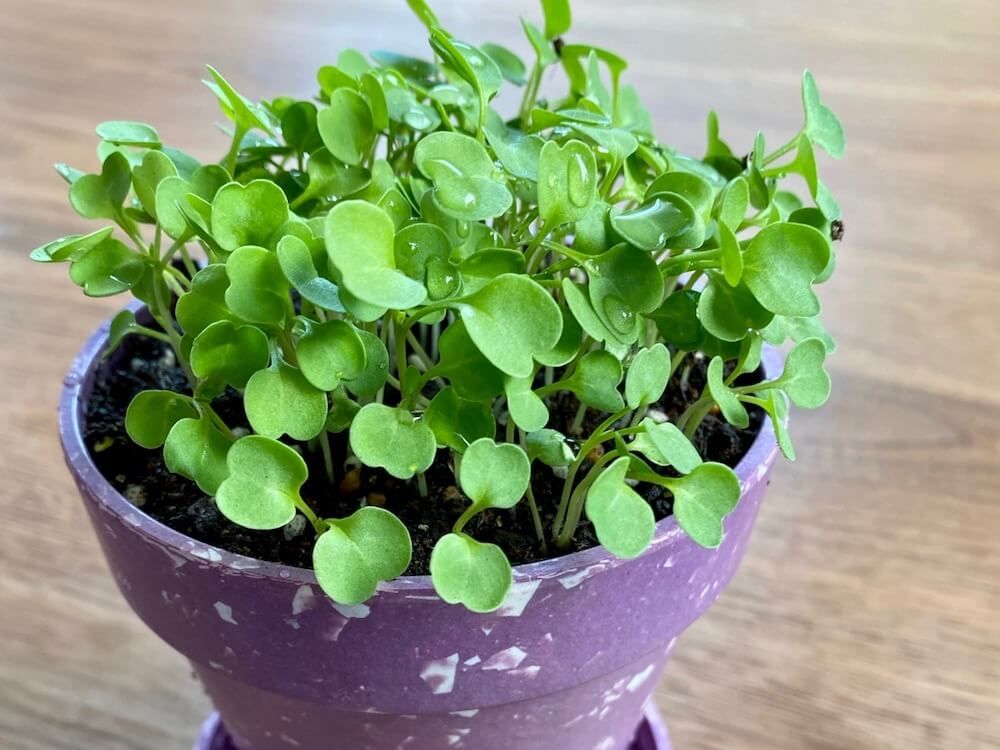 ルッコラ　家庭菜園