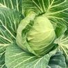 キャベツの栽培・育て方｜ぎゅっと結球させるコツは？プランターでも収穫できる？の画像