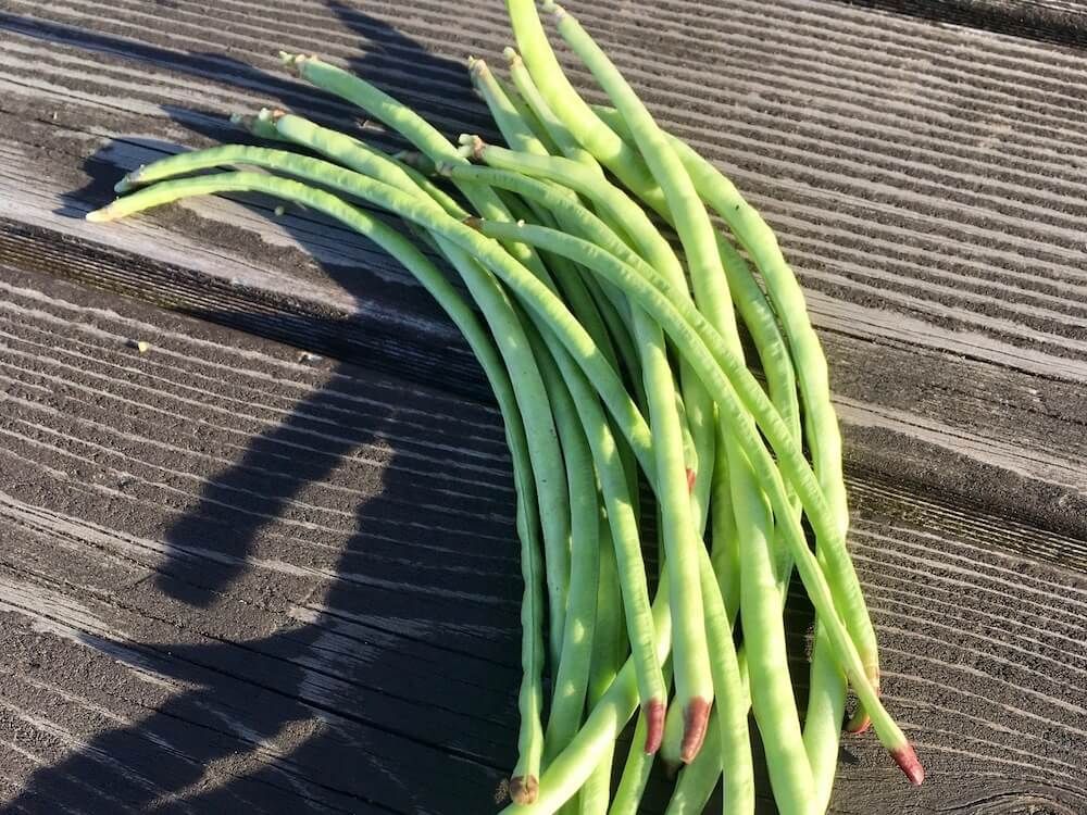 アズキ ササゲ　家庭菜園