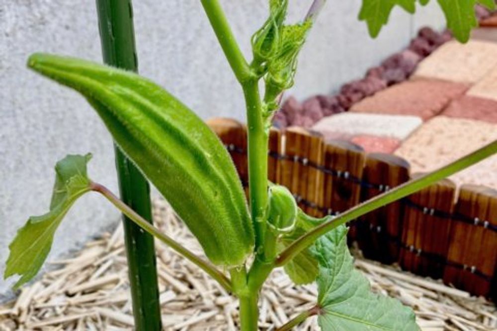 オクラ　家庭菜園