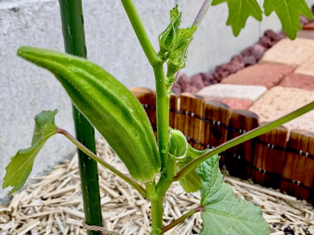 オクラ　家庭菜園