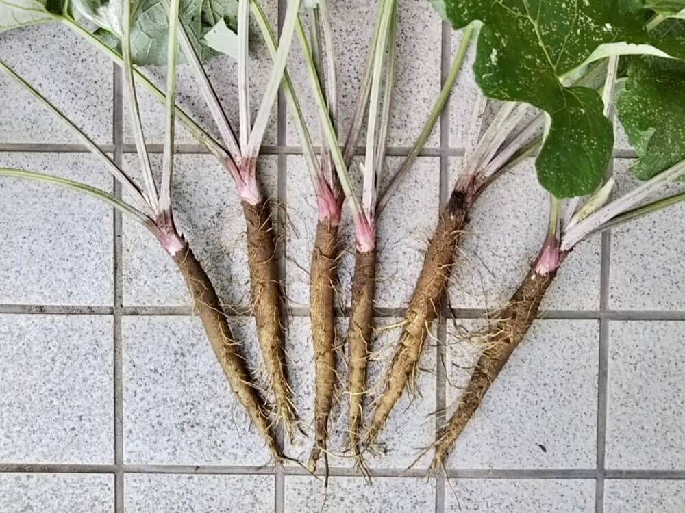 ゴボウ　家庭菜園