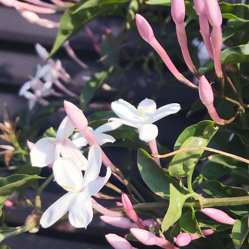 ハゴロモジャスミン