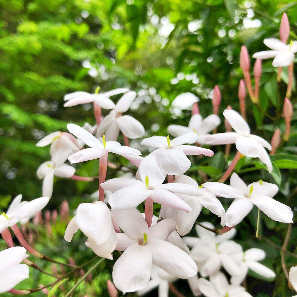 ハゴロモジャスミン