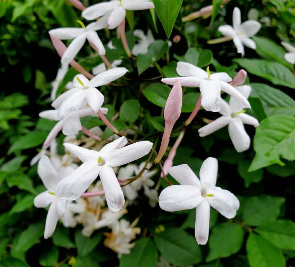 ハゴロモジャスミンの花言葉 種類や花の特徴 香りは Greensnap グリーンスナップ
