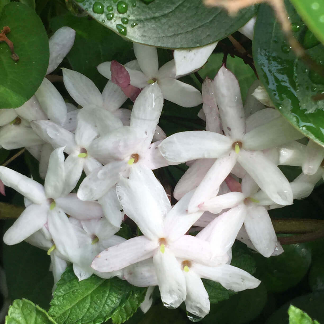 ハゴロモジャスミンの花言葉 種類や花の特徴 香りは Greensnap グリーンスナップ
