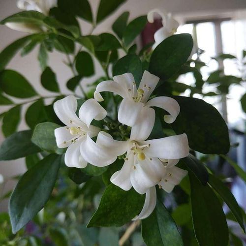 シルクジャスミン ゲッキツ の花言葉 花や実も楽しめる 特徴などもご紹介 Greensnap グリーンスナップ