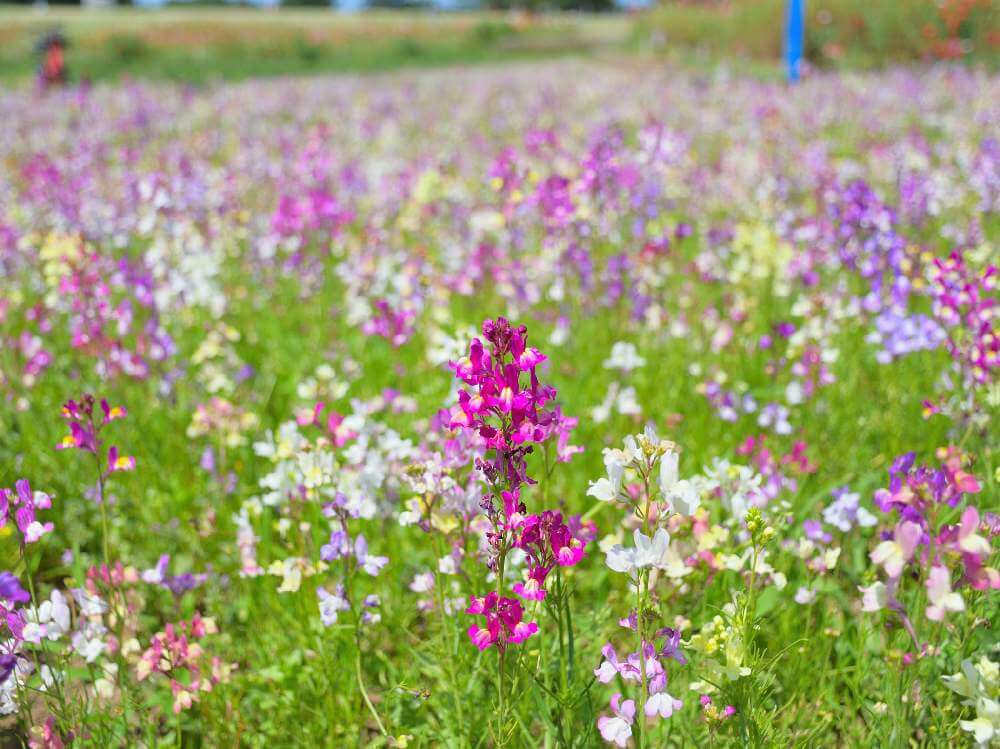 リナリア 姫金魚草 の花言葉 色別の意味や由来は 種類 花の季節は Greensnap グリーンスナップ