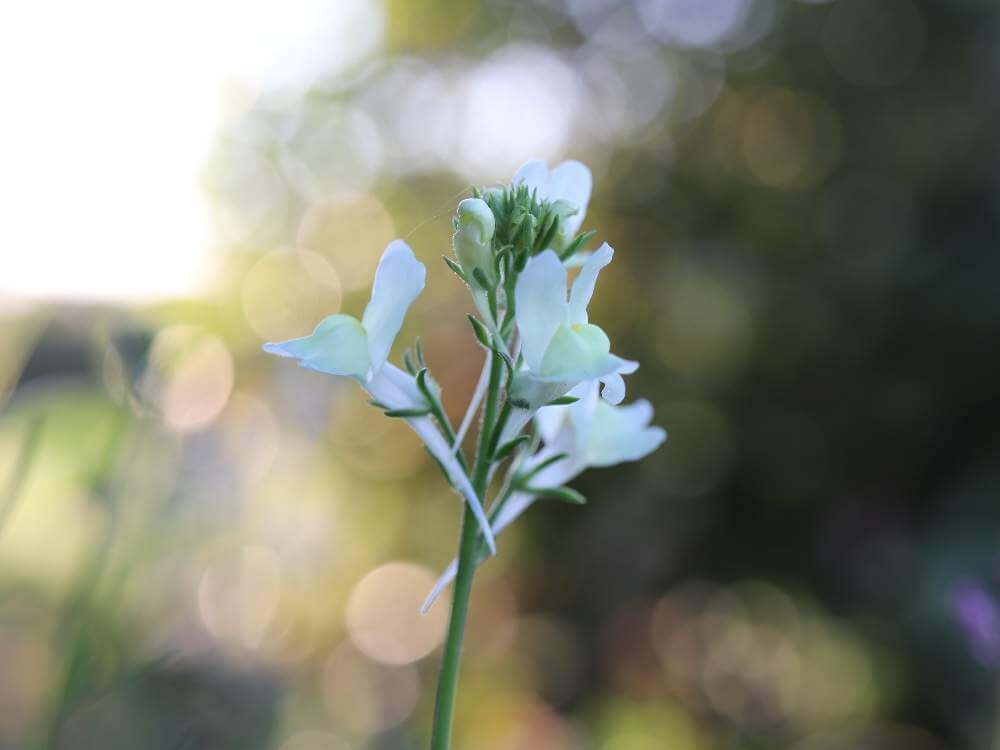 リナリア 姫金魚草 の花言葉 意味や種類 花の季節は Greensnap グリーンスナップ
