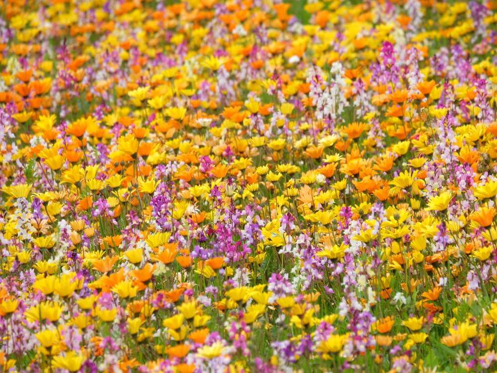 リナリア 姫金魚草 の花言葉 色別の意味や由来は 種類 花の季節は Greensnap グリーンスナップ